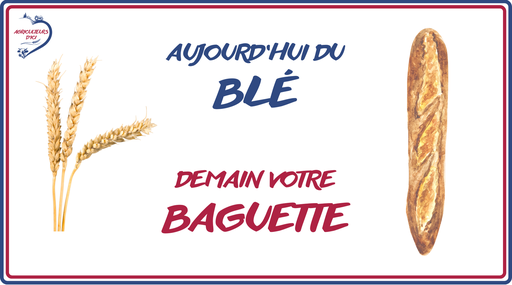 Aujourd'hui du blé, demain votre pain