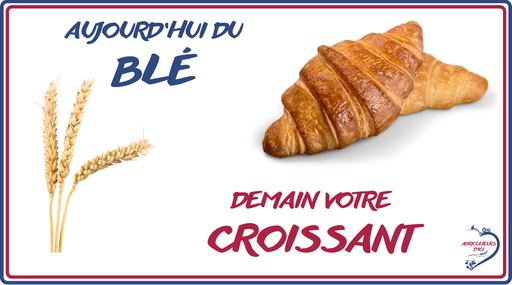 Aujourd'hui du blé, demain vos croissants
