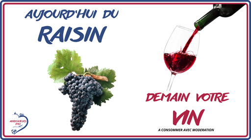 Aujourd'hui du raisin, demain votre vin